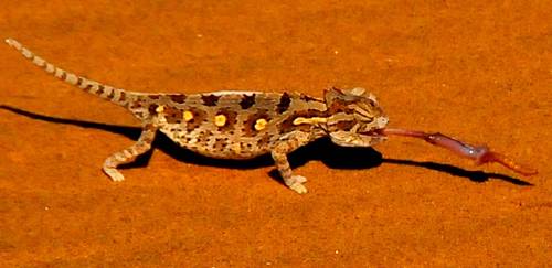 Lizard, Namibia.