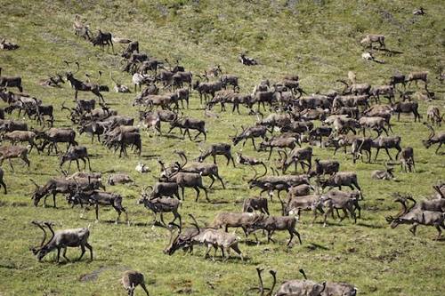 Herd of caribou.
