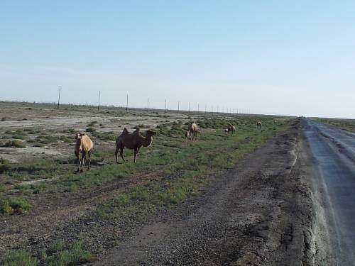 The road into Kazakhstan also brought a surprise to me: Camels!