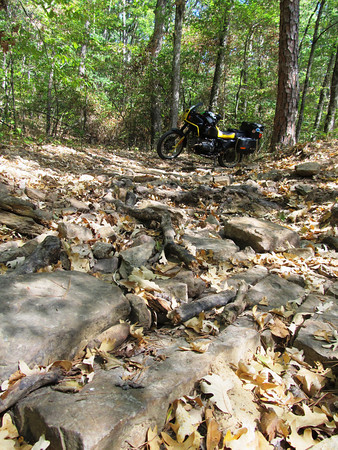 Forest route.