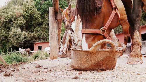 Breakfast time for the horses. There were a total of 35 horses on the farm.