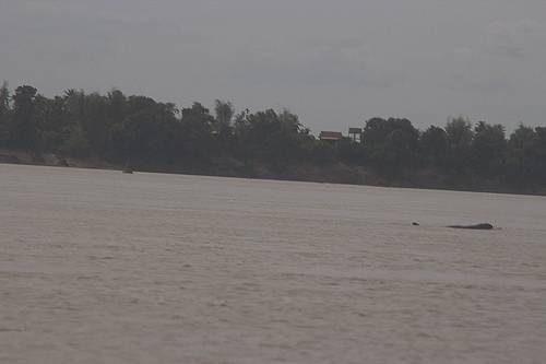 Irrawady dolphins.