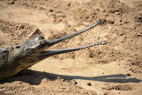 Crocodile head, Nepal.