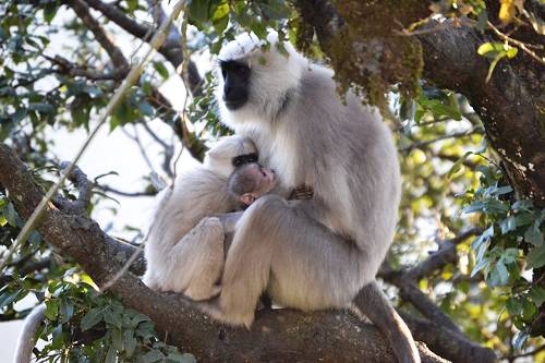 Monkeys, Nepal.