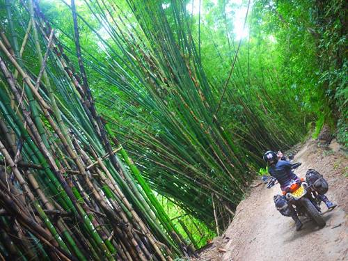 Giant bamboo-type greenery.