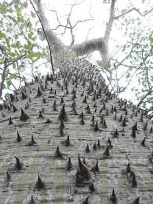 Crazy tree with a thousand spikes up its trunk.