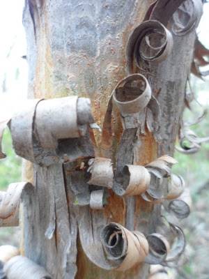 Like this tree with bark like curly locks.