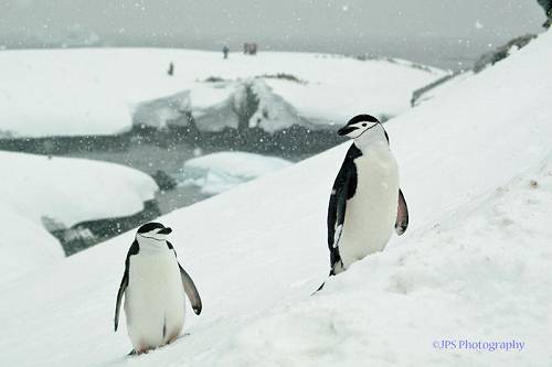 Antarctica penguins.