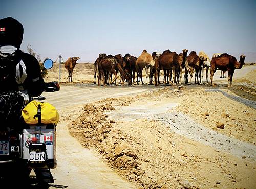 Camels blocking the road, Tunisia.