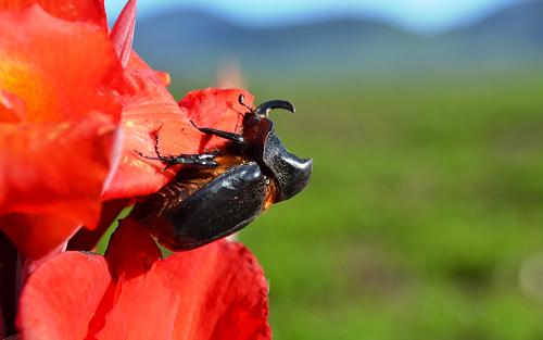 Large beetle.