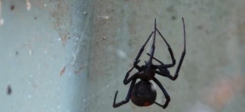 Female redback spider, Australia.