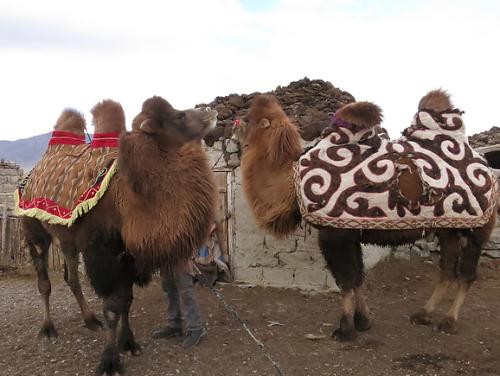 Camels in Mongolia.