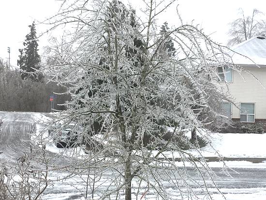 Ice covered tree in front yard.