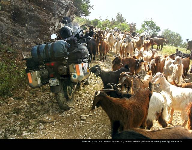 by Erdem Yucel, USA; Cornered by a herd of goats on a mountain pass in Greece on my RTW trip; Suzuki DL1000.