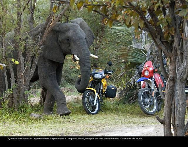 by Heike Pander, Germany; Large elephant intruding in campsite in Livingstone, Zambia, during our Africa trip; Honda Dominator NX650 and BMW R80GS.
