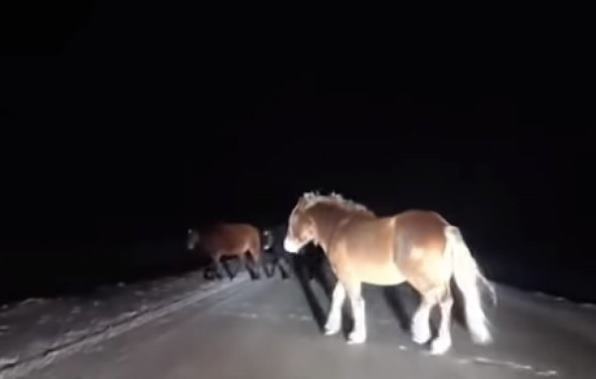 Horses crossing the road