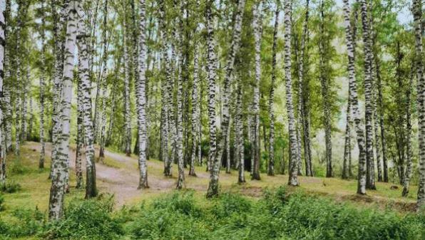 Birch grove