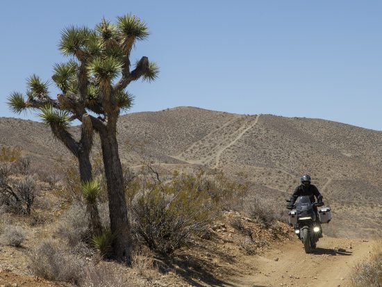 Rob Day, riding past a desert joshua tree.