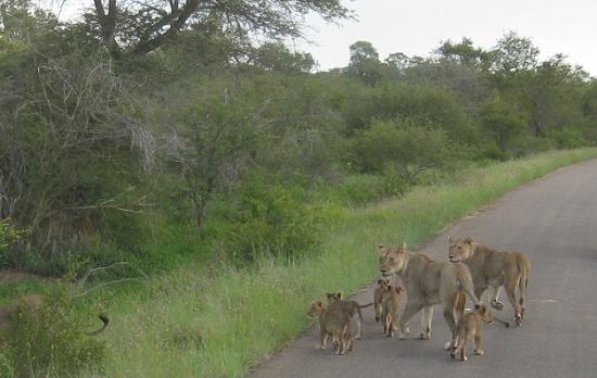 Robert Thode - lions and cubs.