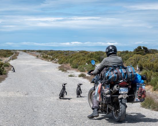 Maria Schumacher, Penguins crossing a dirt road in Patagonia.