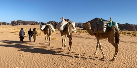 Vincent Fontaine, camels.