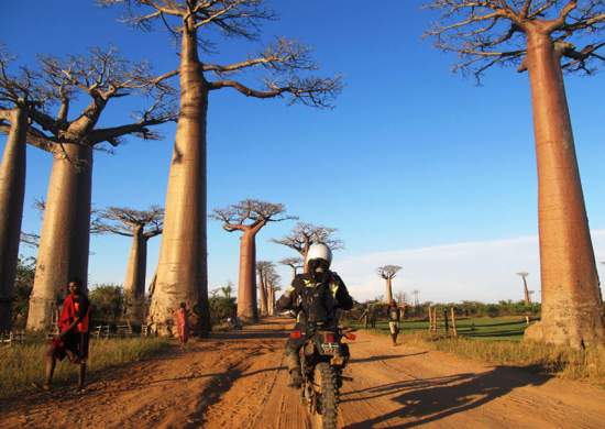 Tiffany Coates - Baobab trees in Madagascar!