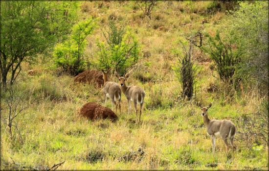 Antelopes on the game ride in HU South Africa 2016.