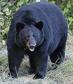 Black Bear - photo from Wikipedia.