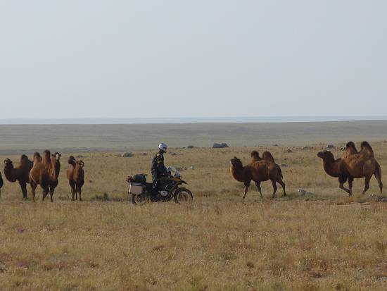 Ekke Kok and camels.