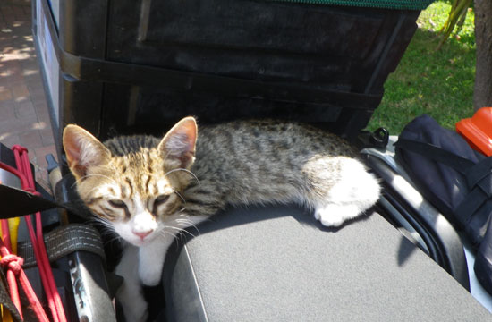 Sleepy cat on the saddle