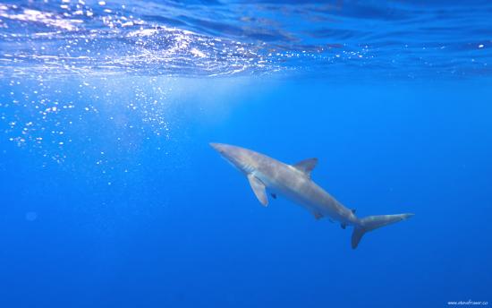 Adventures with sharks? Photo by Steve Fraser.