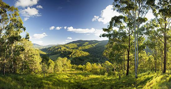Border Ranges, Queensland and NSW.