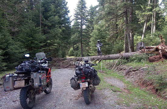 Mihai Tica, Encountering a fallen tree on the road.