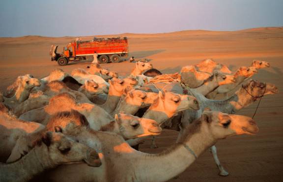 Lorraine Chittock, 200 camels and 8 Sudanese men.