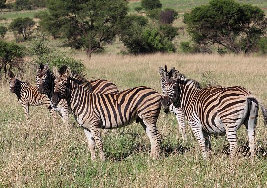 HU South Africa - zebras on game drive.
