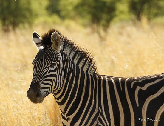 HU South Africa 2017 game drive - zebras! Pic by Zanda Gray.