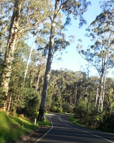 Black Spur Drive near Marysville.