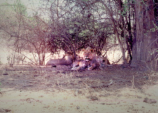 Lions in the shade of scrubby brush and tree