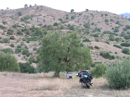 Ramadan lunch under an olive tree