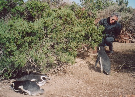 Magellanic penguins pairing up to breed