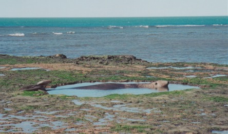 Elephant seal cooling off in his own rock pool