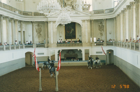 Lipizzaner practicing in Vienna