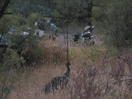 Emu grazing, early morning, near our camp