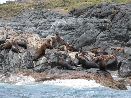 Seals sunbaking on Montague Island