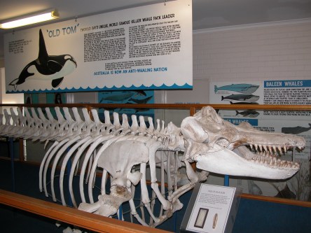 Old Tom's skeleton, killer whale