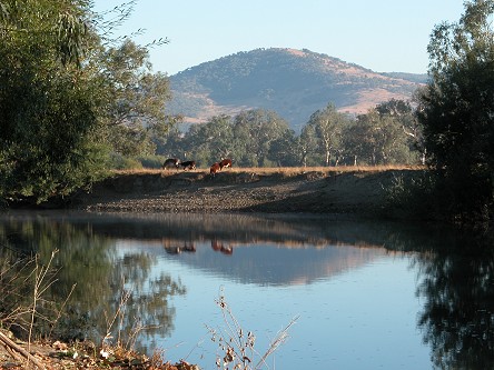 Morning view from the campsite along the Murray