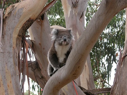A wild Koala in our campground tree, Otway National Park