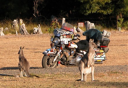 Kangaroos at another campground in the Grampian Mountains