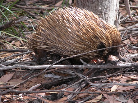 Echidna walked through our campground