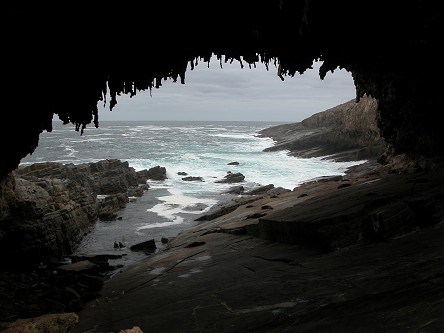 Seals, hauled out in Admiral's Arch